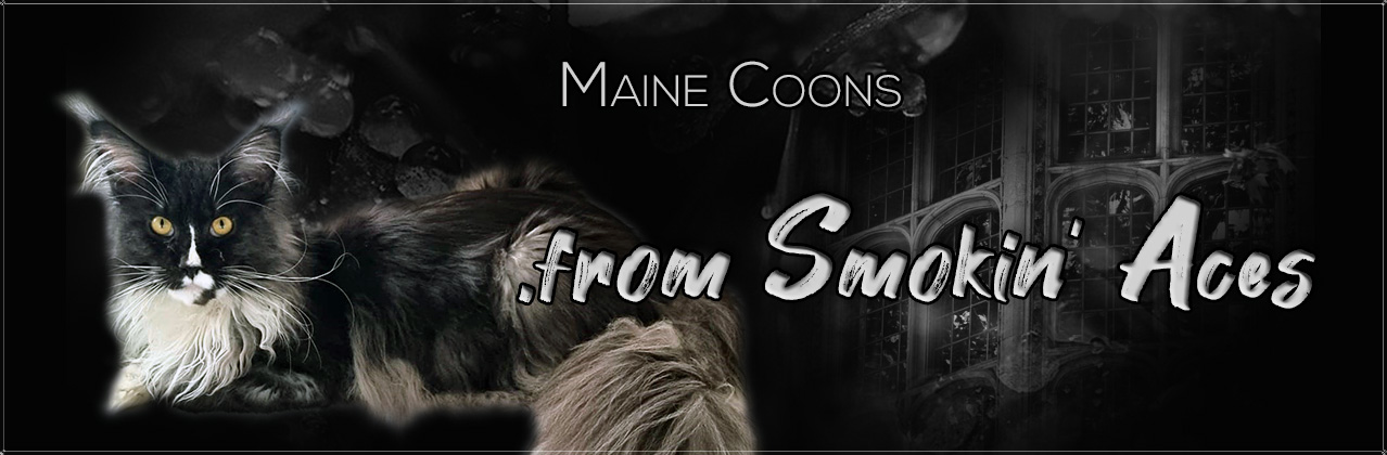Maine Coon from Smokin' Aces